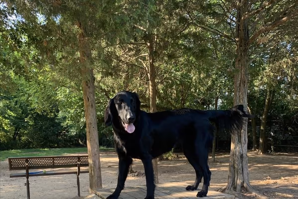 Manassas Park Dog Park